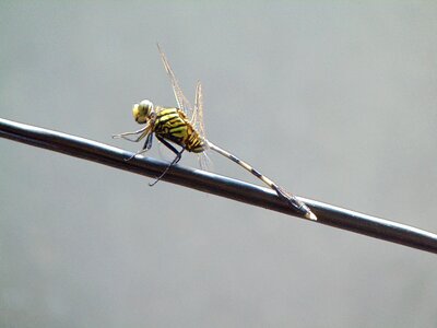 Pet dragonflies close-up