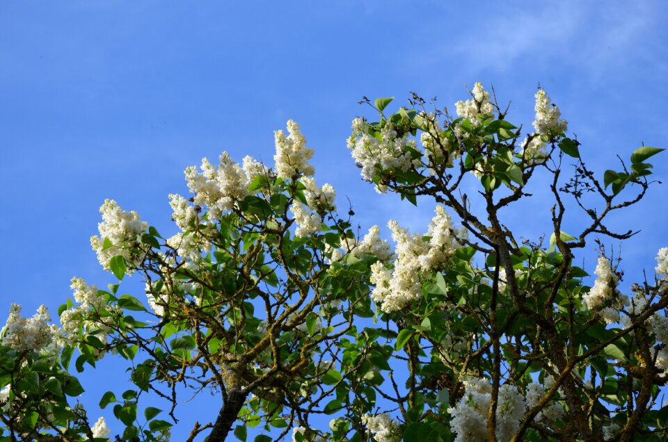 Plant nature decorative bush