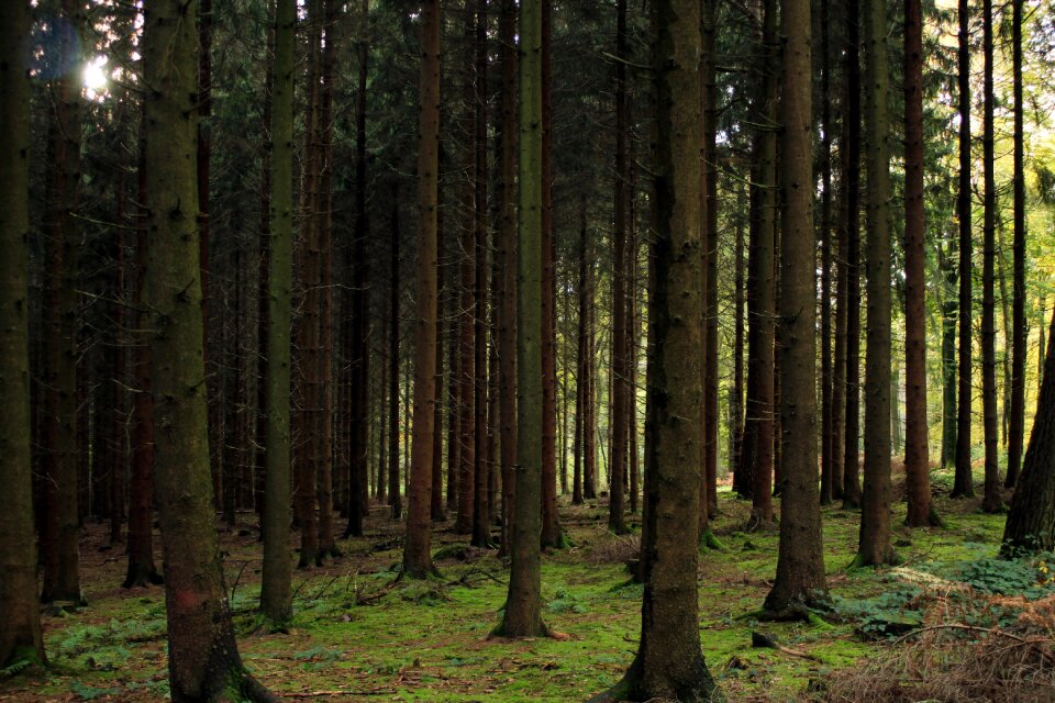 Landscape moss green