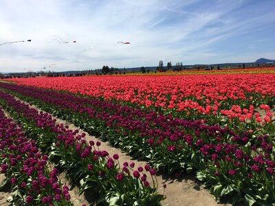 Washington usa flowers