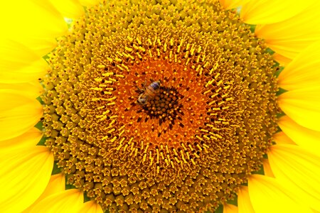 Plants yellow blossom