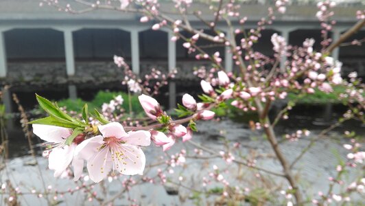 Affix flowers rivers