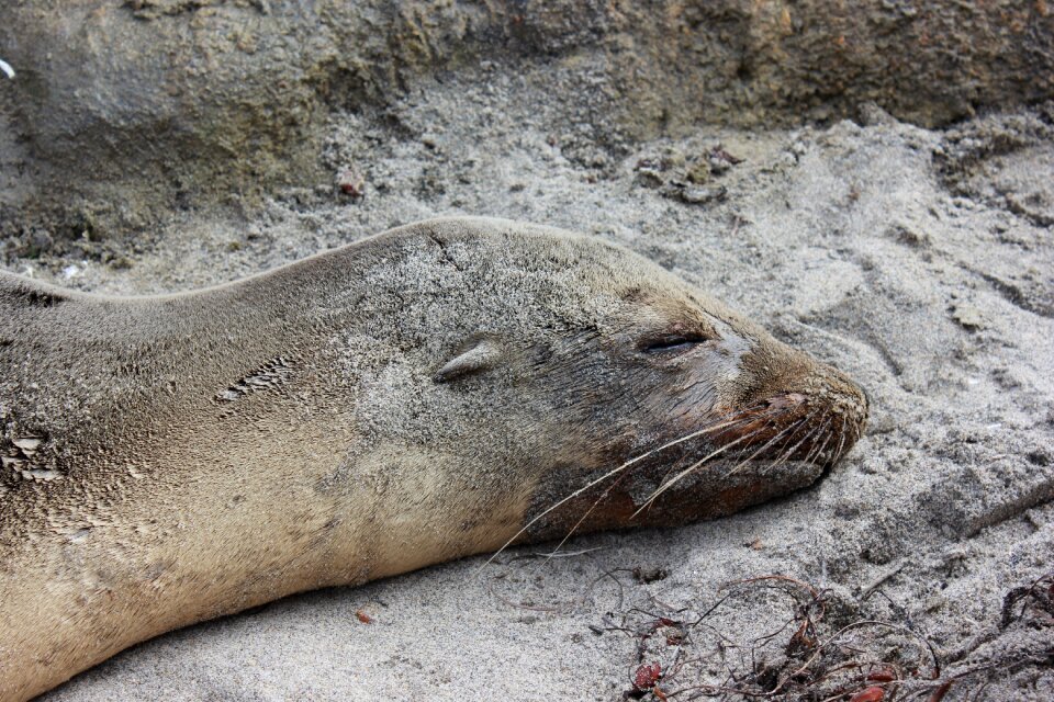Wild life animals ocean