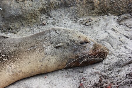 Wild life animals ocean