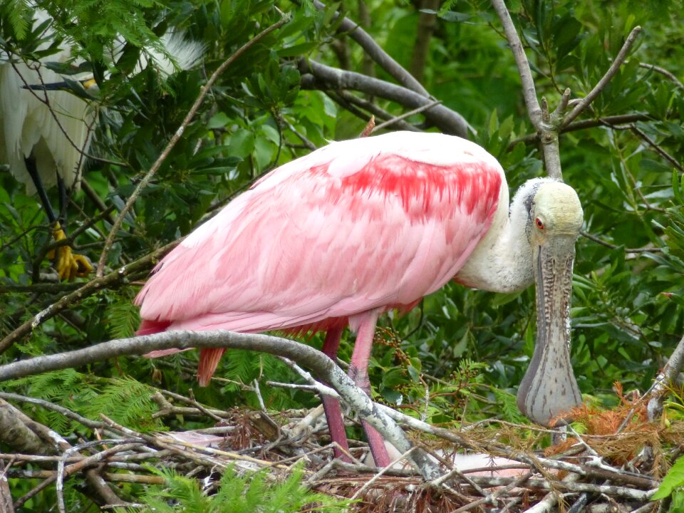 Bill plumage large beak
