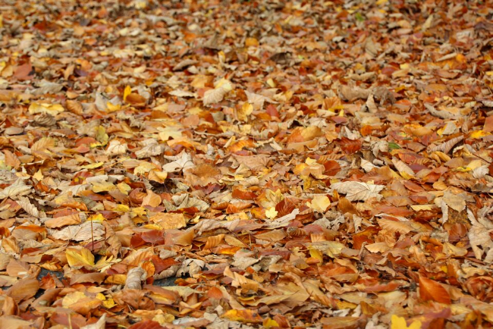 Wales golden autumn nature