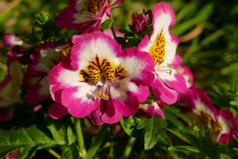 Butterfly flower blossom bloom