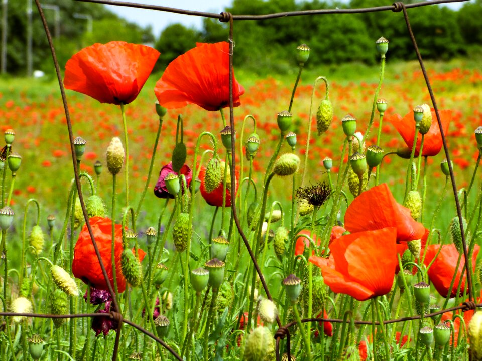 Poppies meadow flower plant