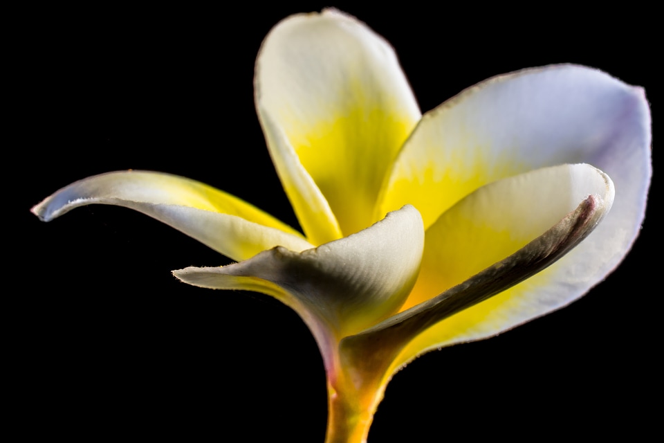 Blossom bloom white yellow