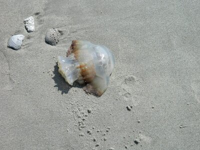 Sea shells beach photo