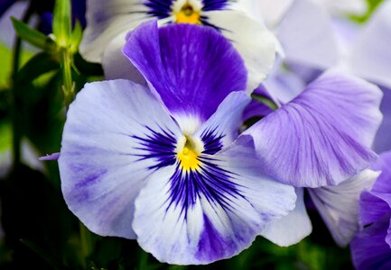 Close up nature violet photo