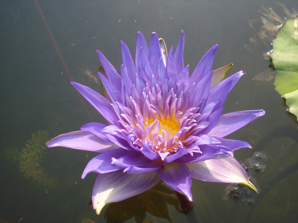 Aquatic purple violet