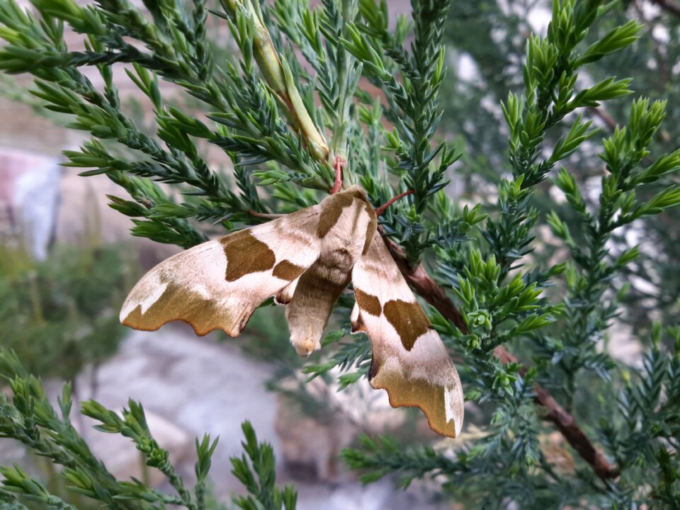 Butterfly nature garden