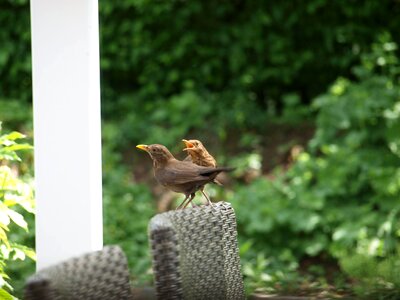 Birds blackbirds blackbird in the garden