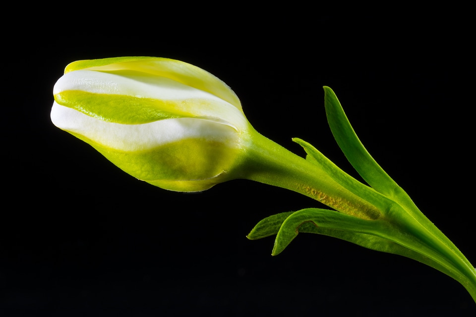 Bloom flower white green