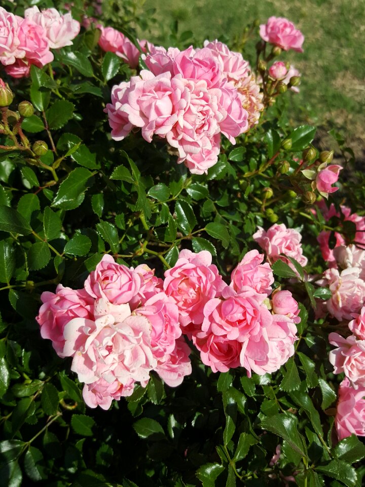 Rose bush bush flowers