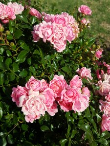 Rose bush bush flowers photo