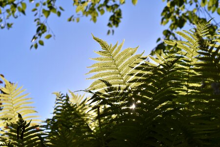 Leaves green nature photo