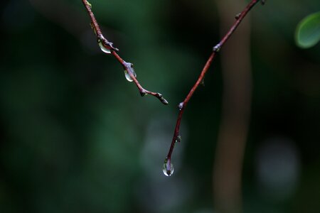 Aesthetic nature macro