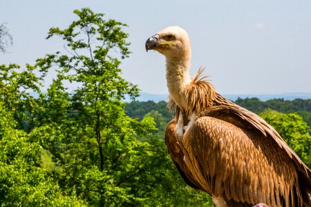 Raptor falconry bird