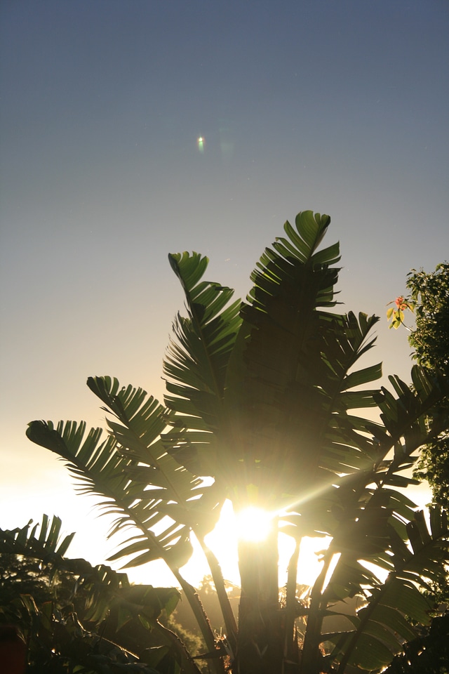 Plant tree organic