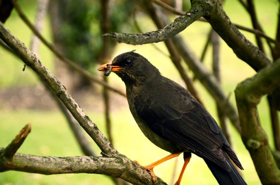 Bird bird eating nature