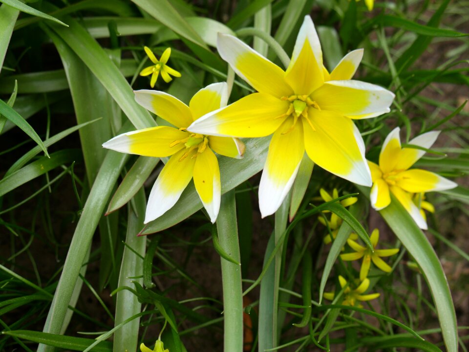 Closeup living nature beautiful flower