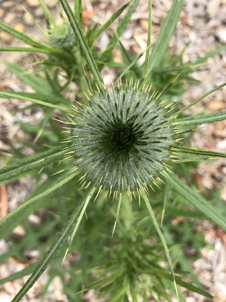 Nature native prickle