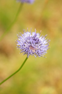Nature plant green