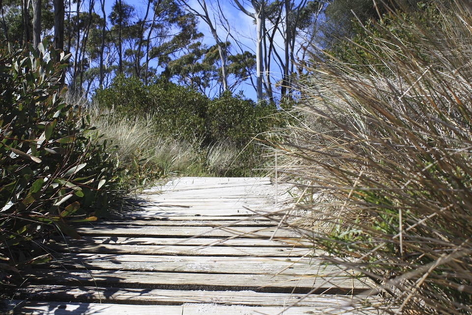 Australia wood walk