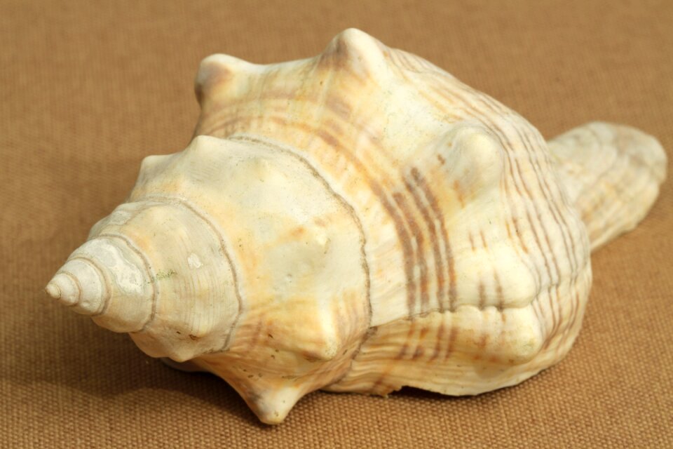Nature seashell spiral