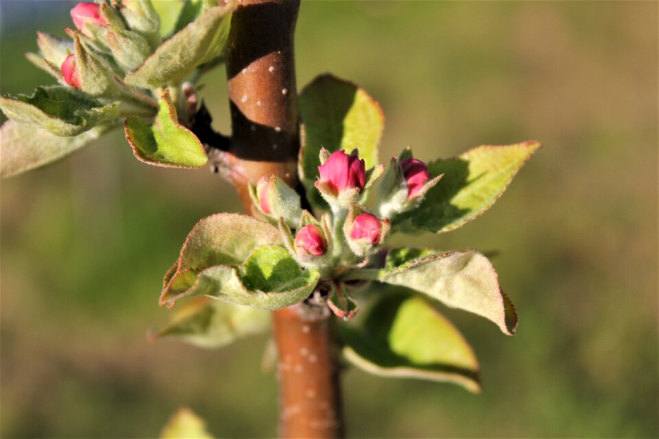 Leaves apple tree tree