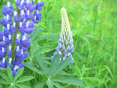 Blue lupine flower photo