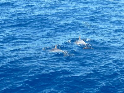 Sea dolphin water