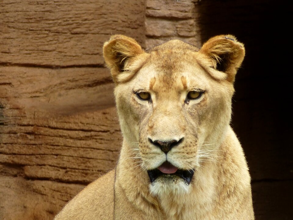 Predator big cat florida