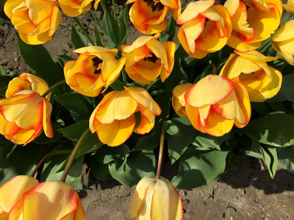 Washington usa spring