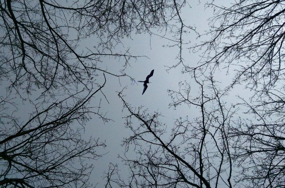 Branch look up birds