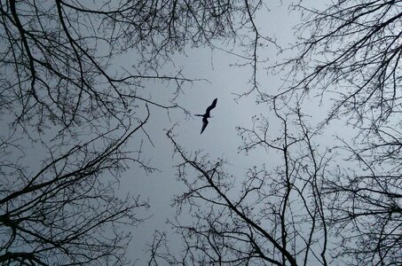 Branch look up birds