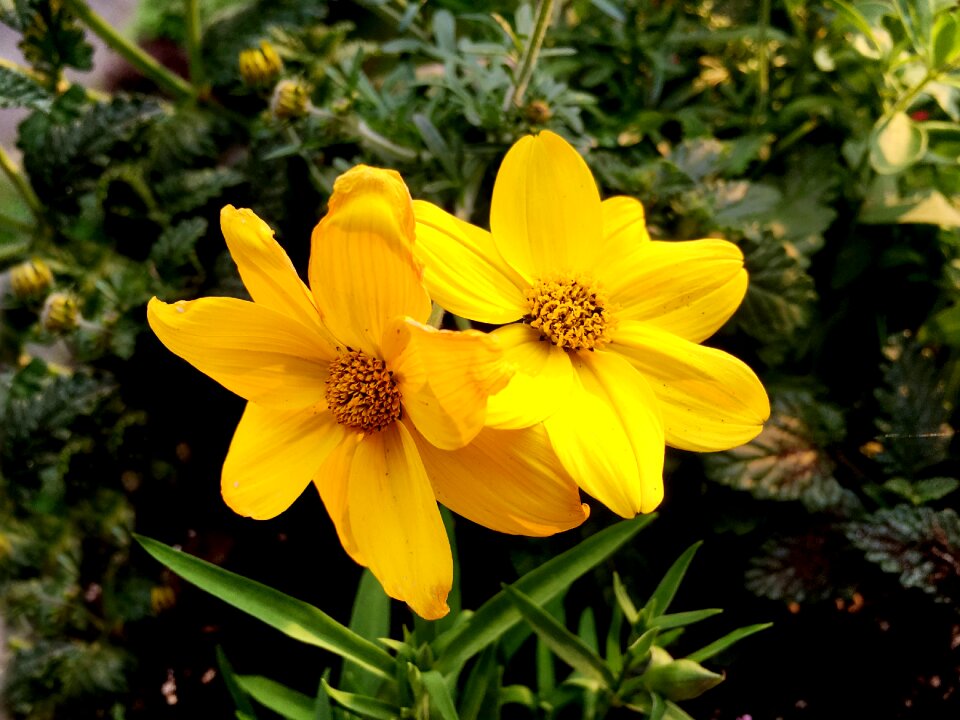 Yellow close up ornamental plant photo