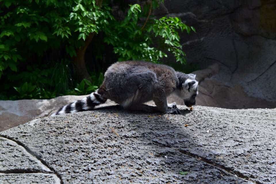 Wildlife nature zoo