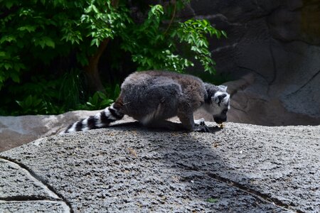Wildlife nature zoo