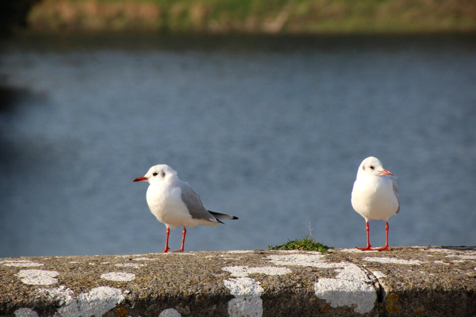 Seagull birds water