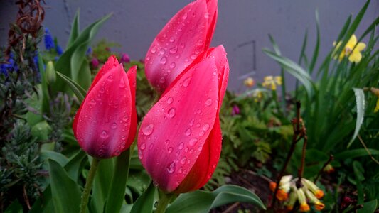 Flowers raindrops water drops
