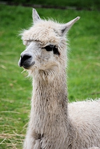 Llama glama camelid wool