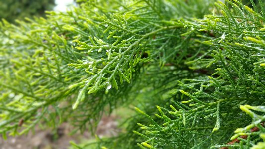 Needles nature tree