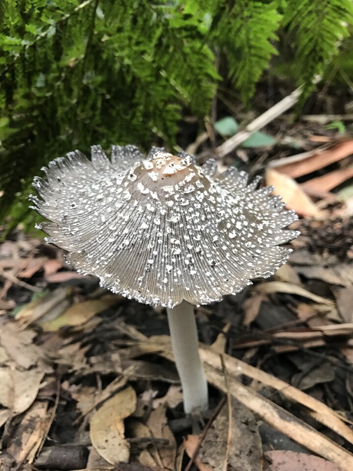 Forest hiking walk