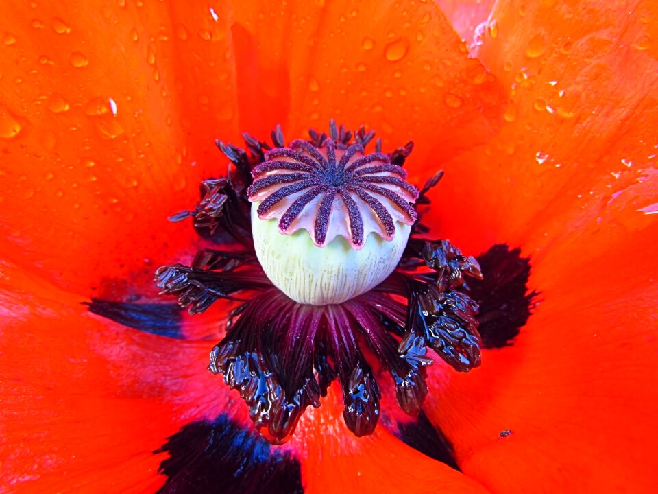 Drop of water close up bodnar