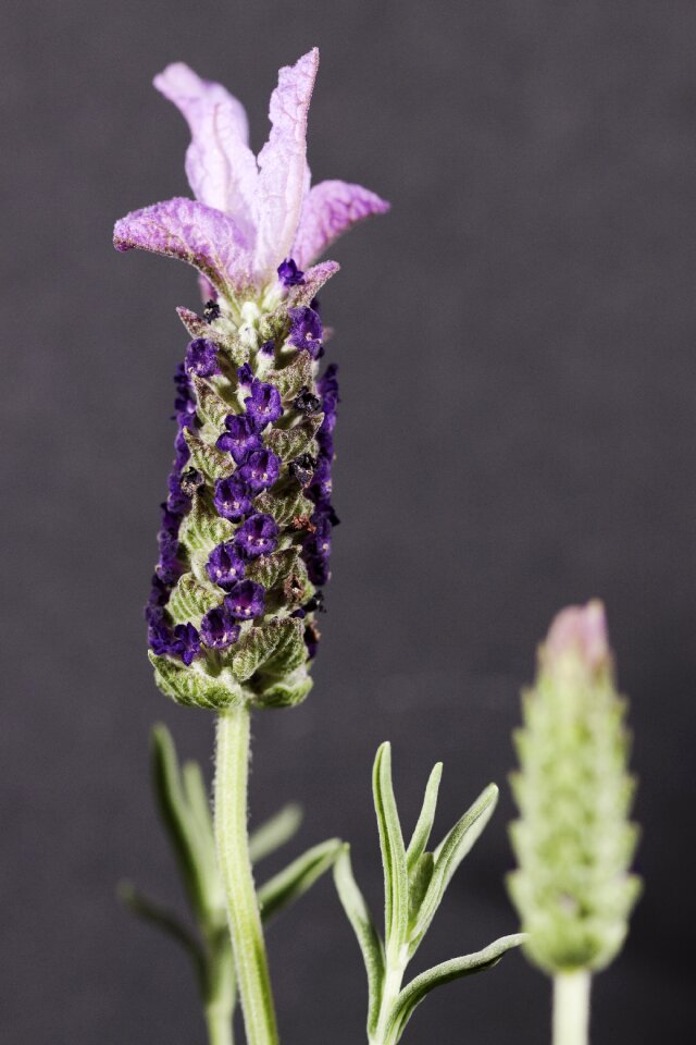 Aromatherapy macro