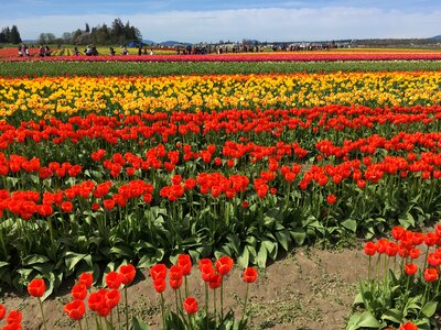 Tulip town washington usa
