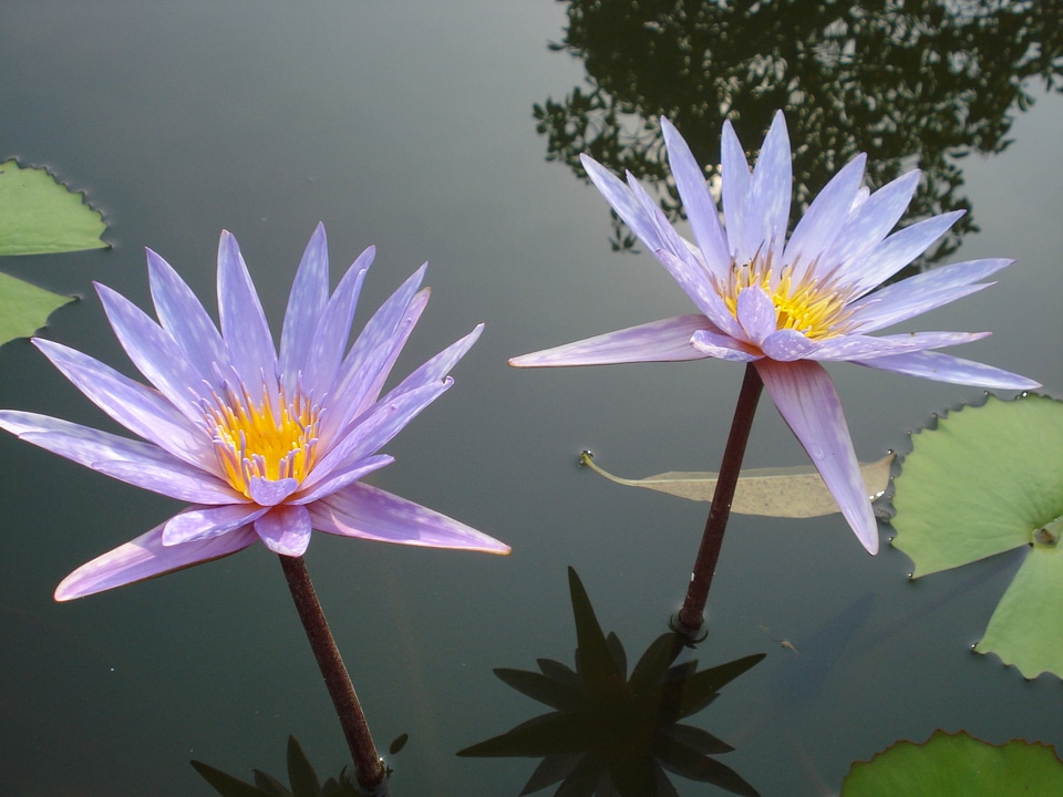 Water lily nature aquatic